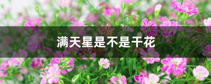满天星是不是干花 满天星是不是干花