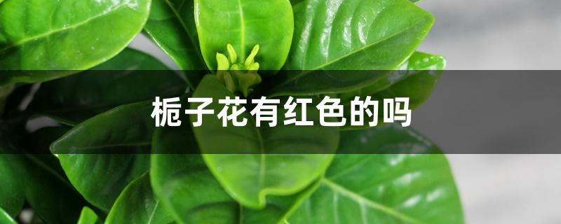 栀子花有红色的吗 栀子花有红色的吗