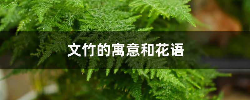 文竹的寓意和花语 文竹的寓意和花语