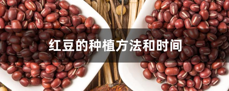 红豆的种植方法和时间 红豆的种植方法和时间