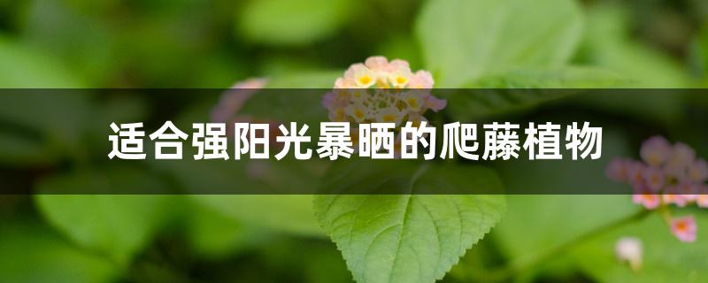 适合强阳光暴晒的爬藤植物 适合强阳光暴晒的爬藤植物