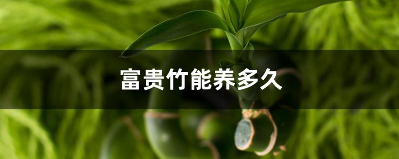 富贵竹能养多久 富贵竹能养多久
