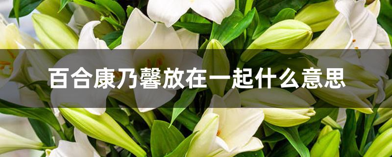 百合康乃馨放在一起什么意思 百合康乃馨放在一起什么意思