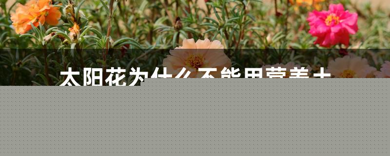 太阳花为什么不能用营养土 太阳花为什么不能用营养土