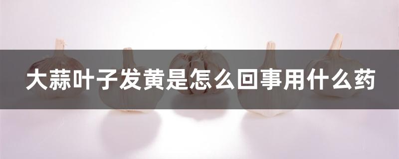 大蒜叶子发黄是怎么回事用什么药 大蒜叶子发黄是怎么回事用什么药