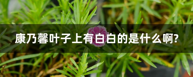 康乃馨叶子上有白白的是什么啊? 康乃馨叶子上有白白的是什么啊?