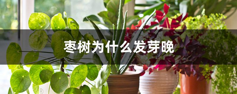 枣树为什么发芽晚 枣树为什么发芽晚