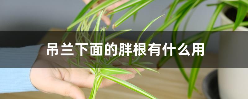 吊兰下面的胖根有什么用 吊兰下面的胖根有什么用
