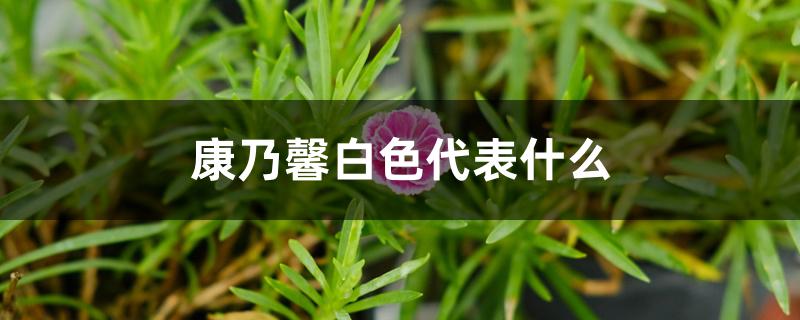 康乃馨白色代表什么 康乃馨白色代表什么