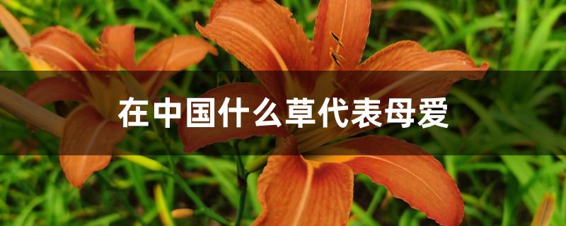 在中国什么草代表母爱 在中国什么草代表母爱