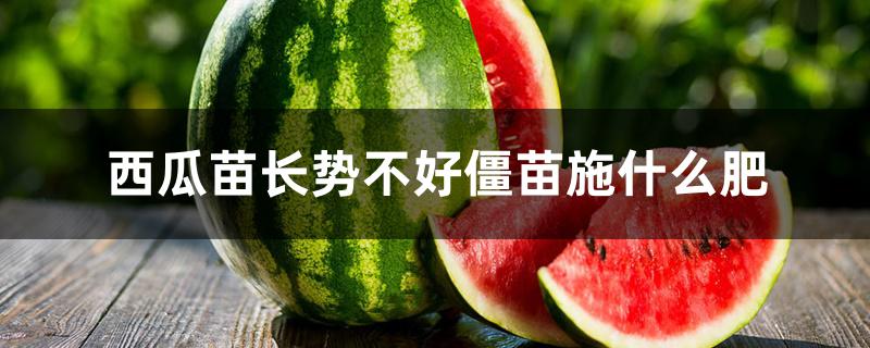 西瓜苗长势不好僵苗施什么肥 西瓜苗长势不好僵苗施什么肥