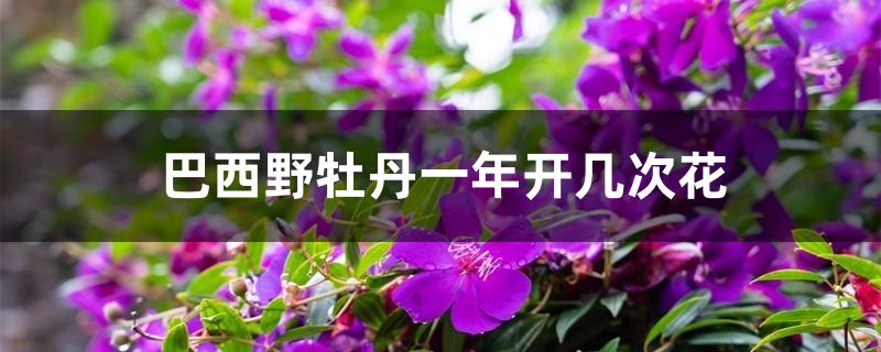 巴西野牡丹一年开几次花 巴西野牡丹一年开几次花