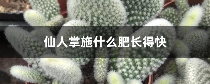 仙人掌施什么肥长得快 仙人掌施什么肥长得快
