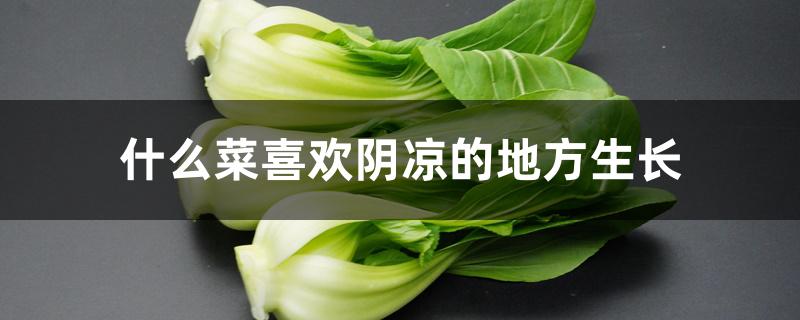什么菜喜欢阴凉的地方生长 什么菜喜欢阴凉的地方生长