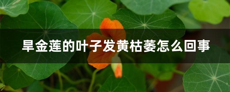旱金莲的叶子发黄枯萎怎么回事 旱金莲的叶子发黄枯萎怎么回事