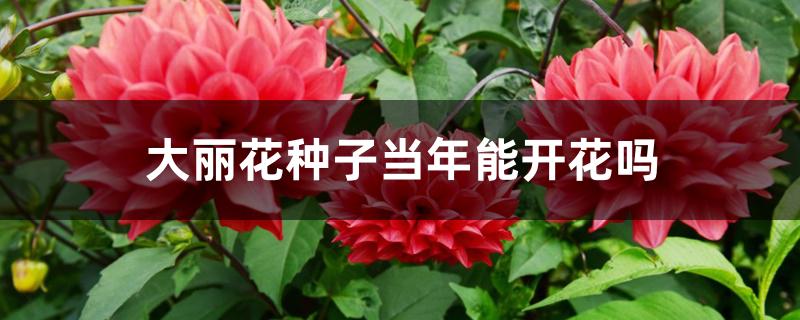 大丽花种子当年能开花吗 大丽花种子当年能开花吗