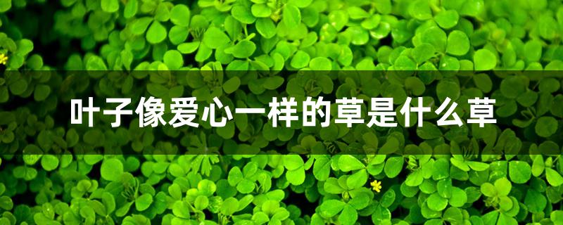 叶子像爱心一样的草是什么草 叶子像爱心一样的草是什么草