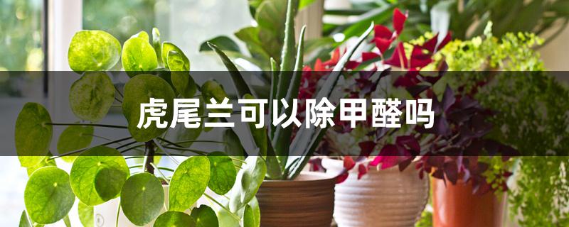虎尾兰可以除甲醛吗 虎尾兰可以除甲醛吗