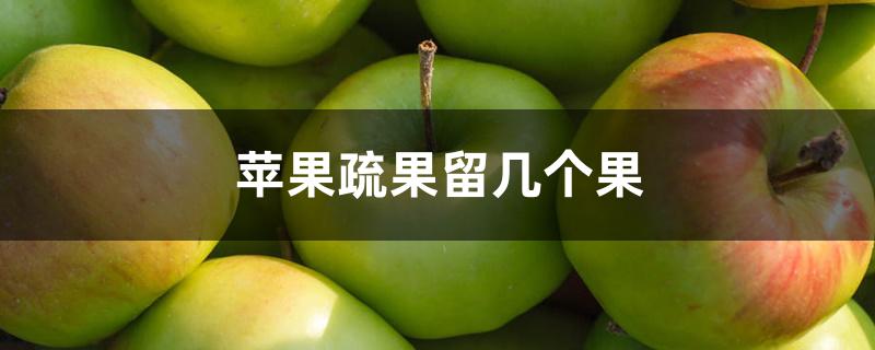 苹果疏果留几个果 苹果疏果留几个果