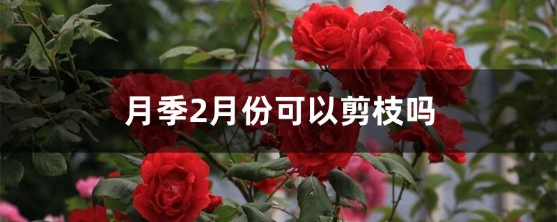 月季2月份可以剪枝吗 月季2月份可以剪枝吗