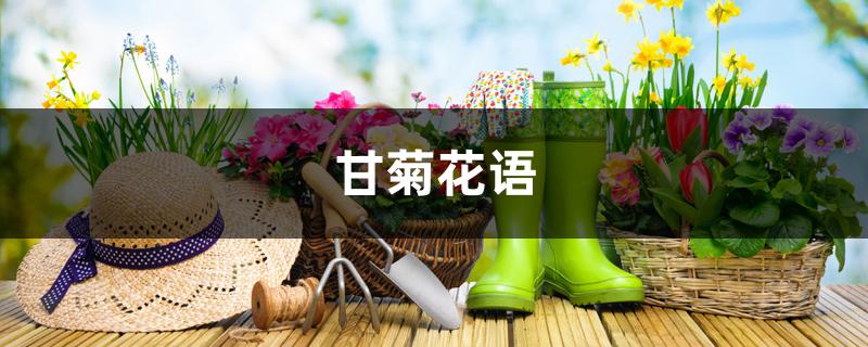 甘菊花语 甘菊花语