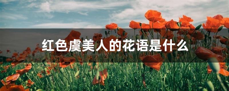 红色虞美人的花语是什么 红色虞美人的花语是什么