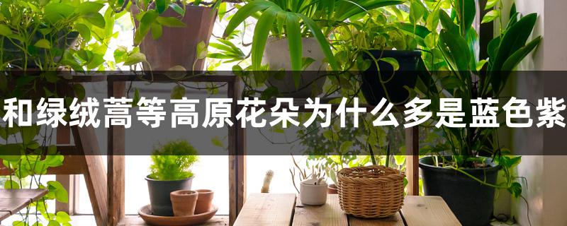 龙胆和绿绒蒿等高原花朵为什么多是蓝色紫色的 龙胆和绿绒蒿等高原花朵为什么多是蓝色紫色的