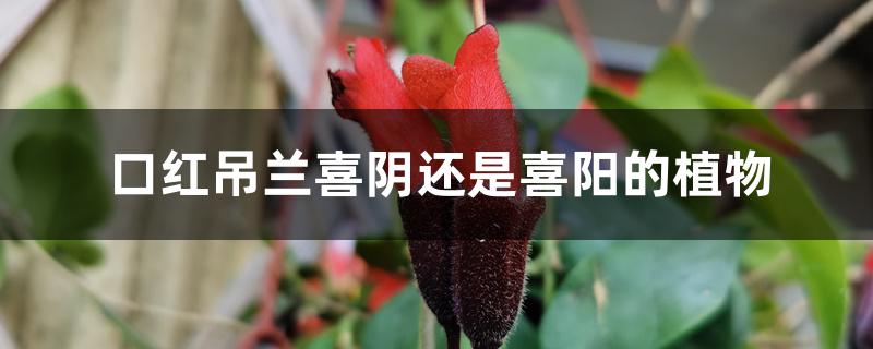 口红吊兰喜阴还是喜阳的植物 口红吊兰喜阴还是喜阳的植物