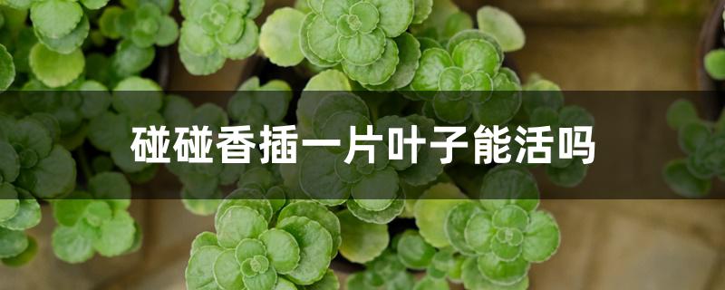 碰碰香插一片叶子能活吗 碰碰香插一片叶子能活吗
