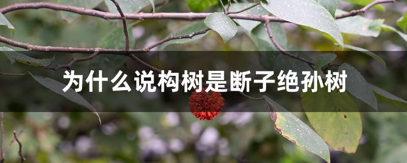 为什么说构树是断子绝孙树 为什么说构树是断子绝孙树