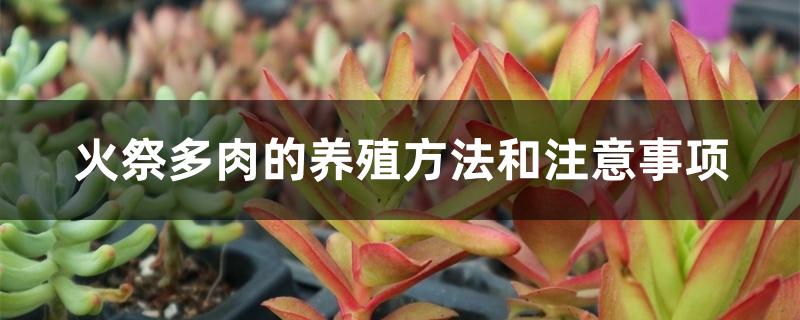 火祭多肉的养殖方法和注意事项 火祭多肉的养殖方法和注意事项