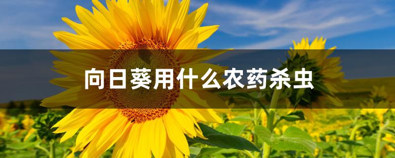 向日葵用什么农药杀虫 向日葵用什么农药杀虫