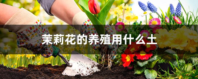 茉莉花的养殖用什么土 茉莉花的养殖用什么土