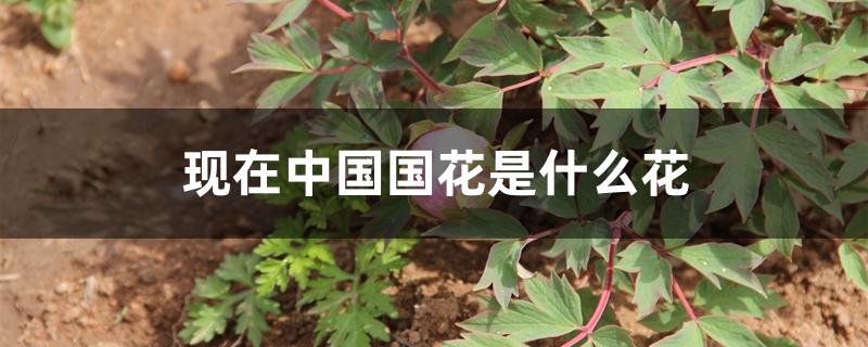 现在中国国花是什么花 现在中国国花是什么花