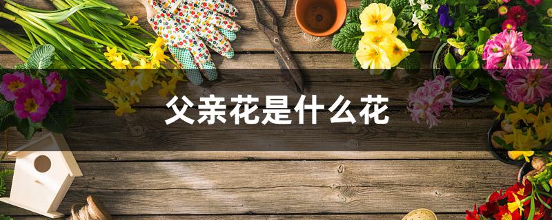 父亲花是什么花 父亲花是什么花