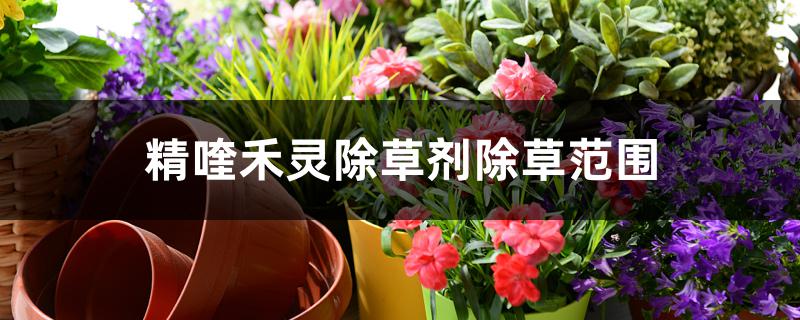 精喹禾灵除草剂除草范围 精喹禾灵除草剂除草范围