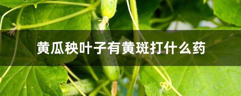 黄瓜秧叶子有黄斑打什么药 黄瓜秧叶子有黄斑打什么药