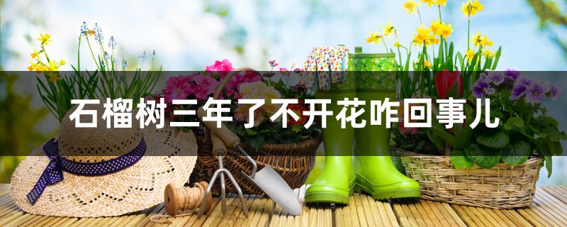 石榴树三年了不开花咋回事儿 石榴树三年了不开花咋回事儿