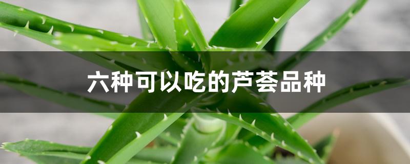 六种可以吃的芦荟品种 六种可以吃的芦荟品种