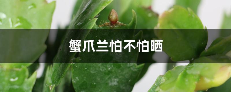 蟹爪兰怕不怕晒 蟹爪兰怕不怕晒
