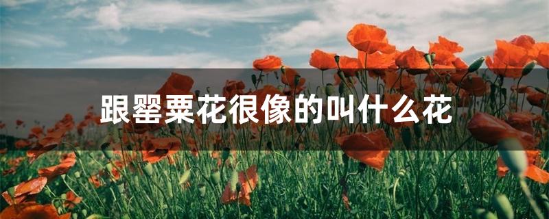 跟罂粟花很像的叫什么花 跟罂粟花很像的叫什么花