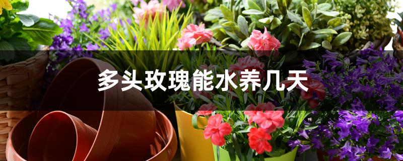多头玫瑰能水养几天 多头玫瑰能水养几天