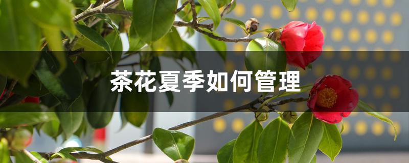 茶花夏季如何管理 茶花夏季如何管理