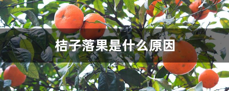 桔子落果是什么原因 桔子落果是什么原因