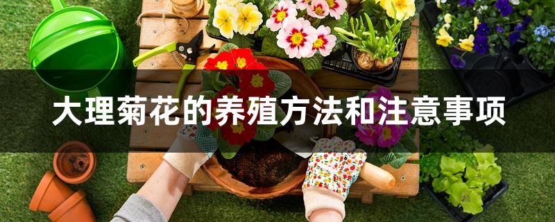 大理菊花的养殖方法和注意事项 大理菊花的养殖方法和注意事项