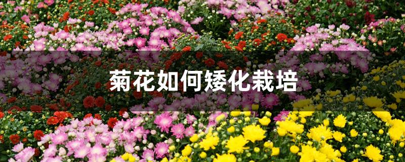 菊花如何矮化栽培 菊花如何矮化栽培