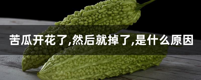 苦瓜开花了,然后就掉了,是什么原因 苦瓜开花了,然后就掉了,是什么原因