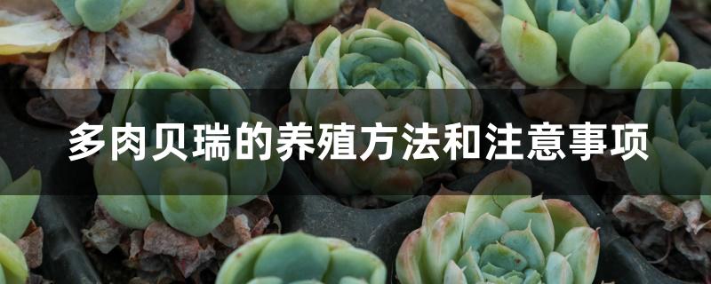 多肉贝瑞的养殖方法和注意事项 多肉贝瑞的养殖方法和注意事项