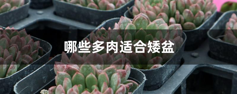 哪些多肉适合矮盆 哪些多肉适合矮盆