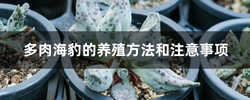 多肉海豹的养殖方法和注意事项 多肉海豹的养殖方法和注意事项